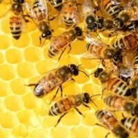 Bees sting UP farmer to death