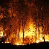Massive forest fire ravages 3,600 hectares of land in Chile