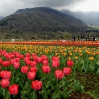 Partly cloudy weather in J&K during next 24 hrs: MeT
