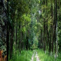 Disappearing forest cover exposes NE to erratic climate shifts