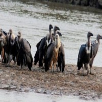 'Tagged' vultures in Rajasthan leave people puzzled
