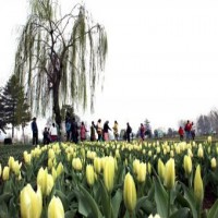 Dry weather, mainly clear, partly cloudy sky likely in J&K