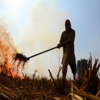 Punjab withdraws order to mark red entry in land records for stubble burning