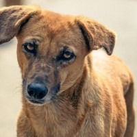 4 students of Don Bosco Technical Institute held for beating dog to death