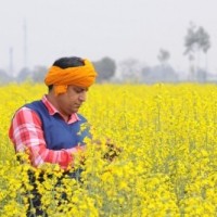 Centre bats for GM mustard in SC: Will make India self-sufficient in edible oil