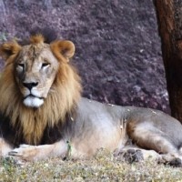 Pharma company adopts African lion at Hyderabad Zoo