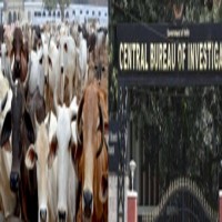 Cattle scam: Sixth mysterious lottery award comes under CBI scanner