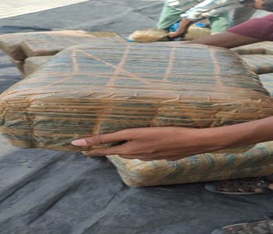 Assam Police seizes ganja worth Rs 1.5 cr Assam Police seizes ganja worth Rs 1.5 cr