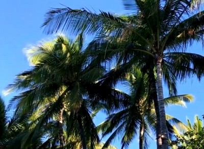 Kerala contractor threatens to jump from coconut tree if not paid for his work