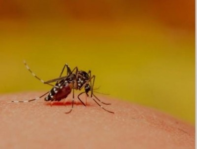 Dengue cases show a spike, October is the most vulnerable month Dengue cases show a spike, October is the most vulnerable month