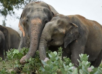 Two elephants found dead in Odisha forest