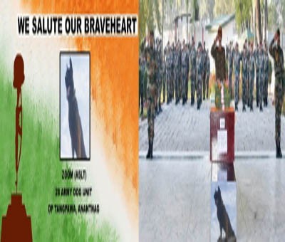 Army pays homage to elite assault dog 'Zoom' Army pays homage to elite assault dog 'Zoom'