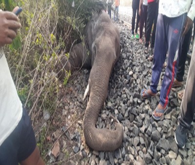 Another wild elephant found dead in Assam