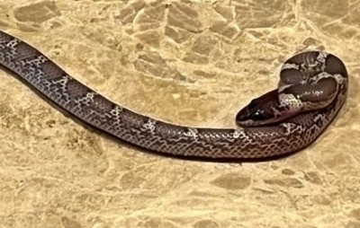 Snake bite cases on rise as rains batter Eastern UP Snake bite cases on rise as rains batter Eastern UP