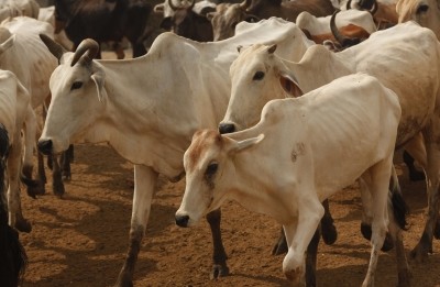 Cow's jaw blown away after chewing cracker Cow's jaw blown away after chewing cracker