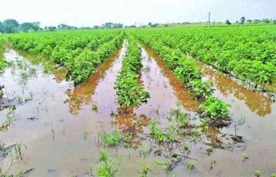 Gujarat govt announces Rs 630 cr relief package for crop damage Gujarat govt announces Rs 630 cr relief package for crop damage