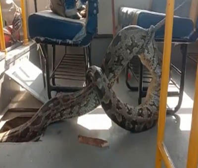 Python found on school bus in UP's Raebareli Python found on school bus in UP's Raebareli