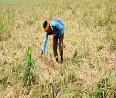 Heavy pre-monsoon showers affects Kuruvai paddy farmers in TN