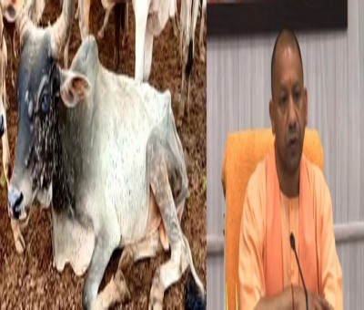 Yogi govt sets record in lumpy virus vaccinations Yogi govt sets record in lumpy virus vaccinations