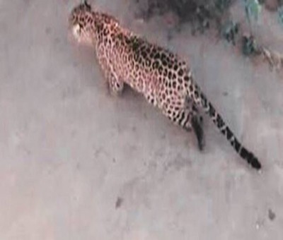 Leopard spotted in Maruti Suzuki's Manesar plant, still to be traced