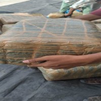 Assam Police seizes ganja worth Rs 1.5 cr