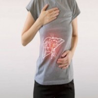 Livers have potential to function for more than 100 years: Study