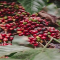 Aiming to boost export, Nagaland plans coffee plantation in 50,000 hectares