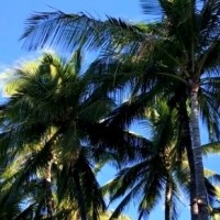 Kerala contractor threatens to jump from coconut tree if not paid for his work