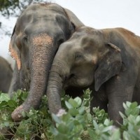 Two elephants found dead in Odisha forest