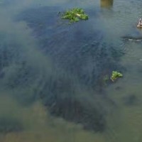 Thamirabarani river in TN continues to get polluted