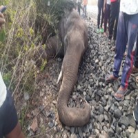 Another wild elephant found dead in Assam
