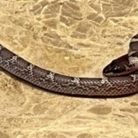 Snake bite cases on rise as rains batter Eastern UP