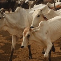 Cow's jaw blown away after chewing cracker