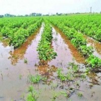 Gujarat govt announces Rs 630 cr relief package for crop damage