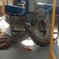 Python found on school bus in UP's Raebareli
