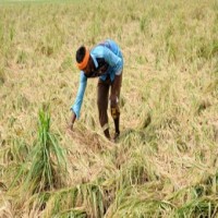 Heavy pre-monsoon showers affects Kuruvai paddy farmers in TN