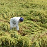 104 lakh MT paddy procured in Punjab, 52 lakh MT in Haryana