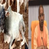 Yogi govt sets record in lumpy virus vaccinations