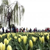 Dry weather in J&K during next 24 hrs: MeT