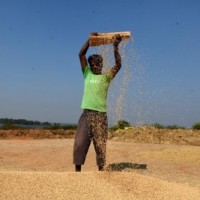 TN paddy farmers confused over entry of NCCF in procurement