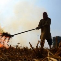 Rain delays stubble burning in Punjab as experts grope for solutions