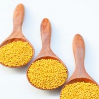 SJM urges Minister to ensure that no GM mustard seed is allowed to be planted