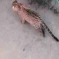 Leopard spotted in Maruti Suzuki's Manesar plant, still to be traced