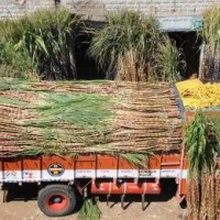 Working with govt to achieve ethanol blending target, says sugar mills body chief