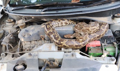 Python found inside car's bonnet in Agra