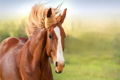 Horse hyperimmune antibody may help fight Covid-19: Study Horse hyperimmune antibody may help fight Covid-19: Study