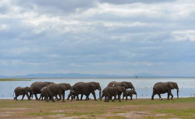 Kenya raises $149,000 for elephant conservation