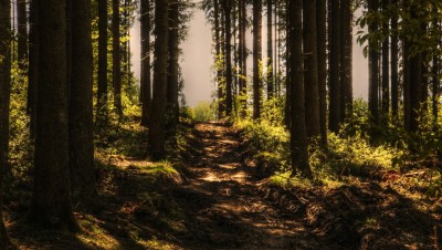 Forest Act amendment proposes ease of mining, experts cry foul Forest Act amendment proposes ease of mining, experts cry foul