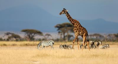 Tanzania allocates $39.1mn for tourism recovery Tanzania allocates $39.1mn for tourism recovery
