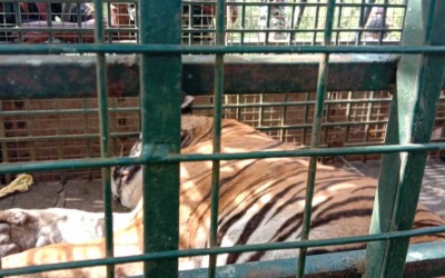Tiger MDT 23 kept in kraal at Mysore Zoo rescue centre, health improving